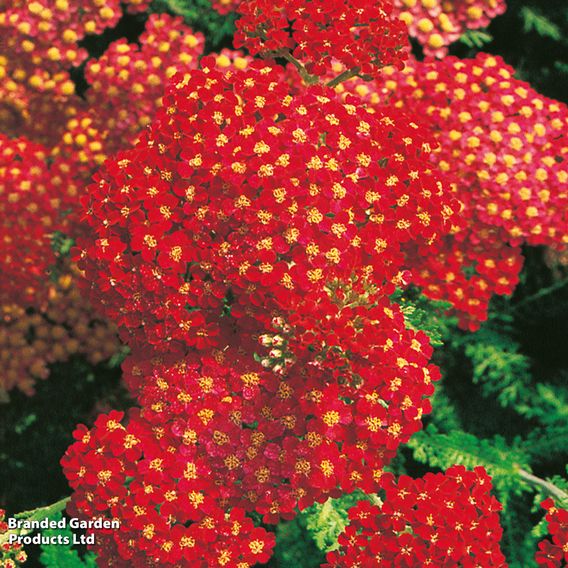 Achillea millefolium 'Paprika'