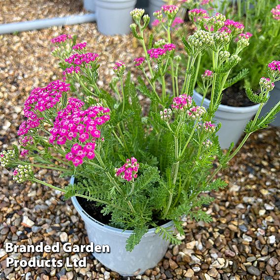 Achillea millefolium 'Pink Grapefruit' (Tutti Frutti Series)