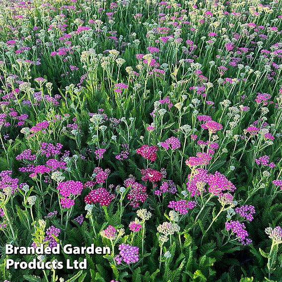 Achillea millefolium 'Pink Grapefruit' (Tutti Frutti Series)