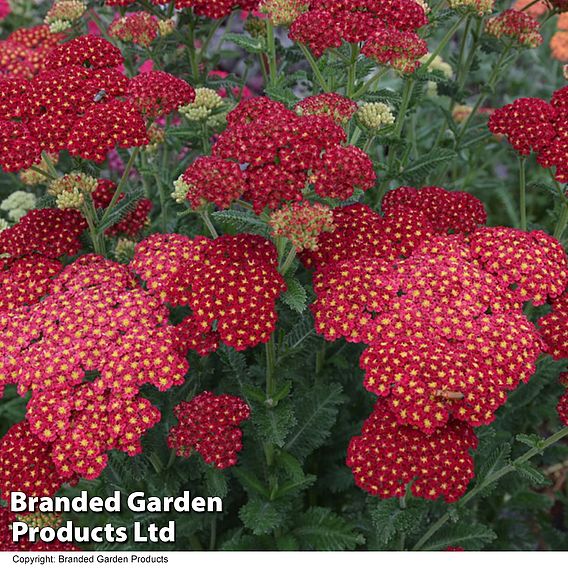 Achillea millefolium 'Strawberry Seduction'