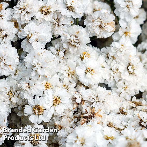 Achillea ptarmica 'The Pearl'