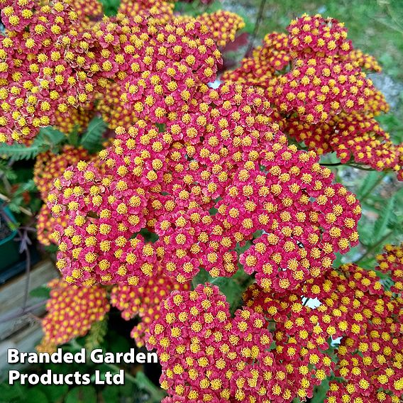 Achillea millefolium 'Walther Funcke'