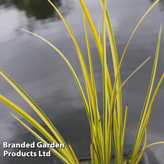 Acorus gramineus 'Variegatus' (Marginal Aquatic)