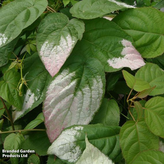 Actinidia 'Kolomikta'