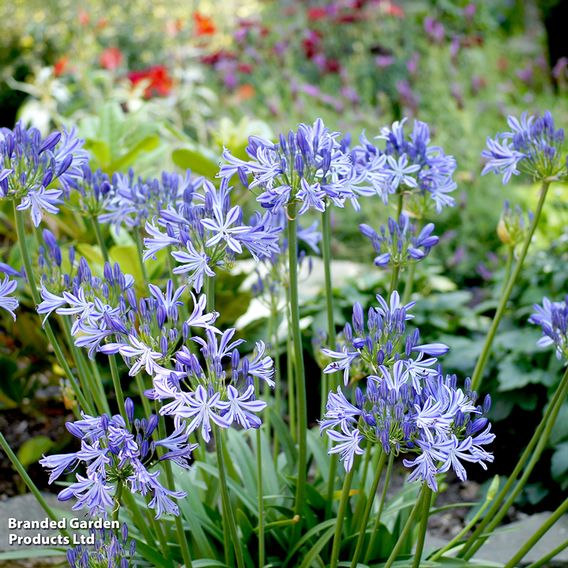 Agapanthus 'Charlotte'