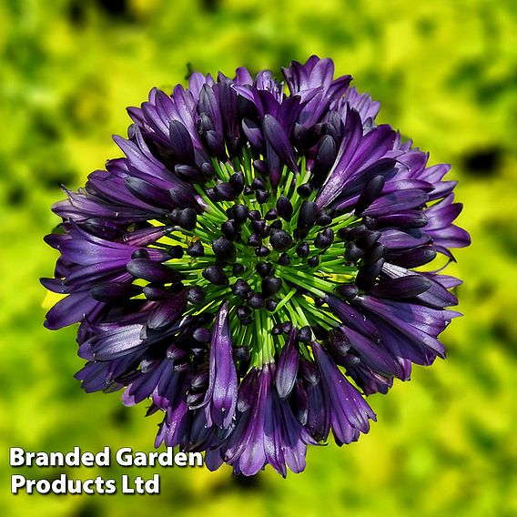 Agapanthus 'Black Jack'