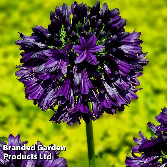 Agapanthus 'Black Jack'