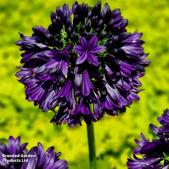 Agapanthus 'Black Jack'