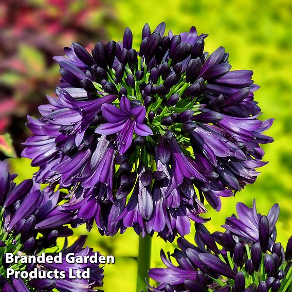 Agapanthus 'Black Jack'