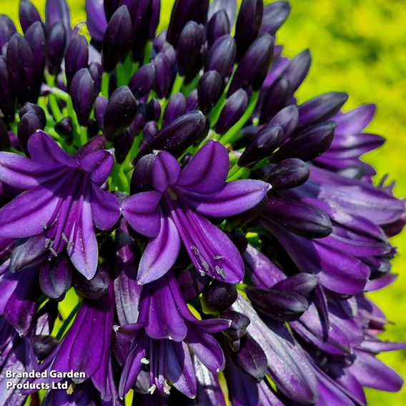 Agapanthus 'Black Jack'