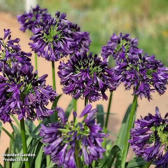 Agapanthus 'Black Jack'