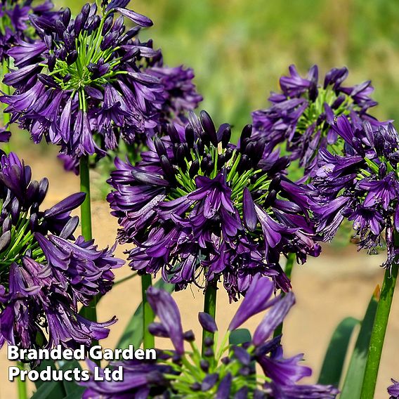 Agapanthus 'Black Jack'