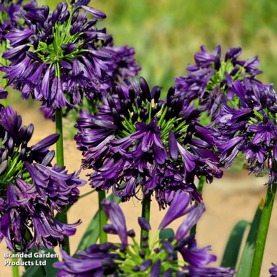 Agapanthus 'Black Jack'