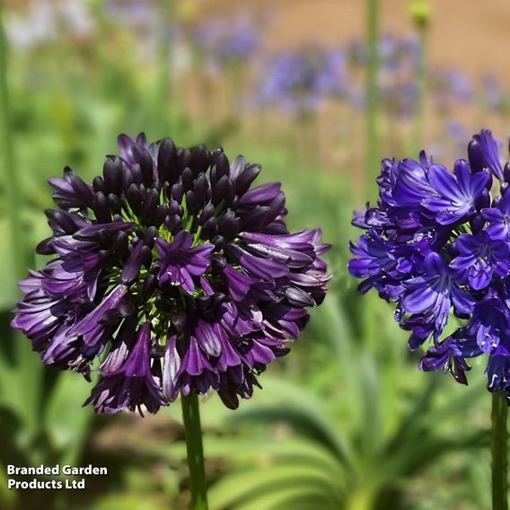 Agapanthus 'Black Jack'