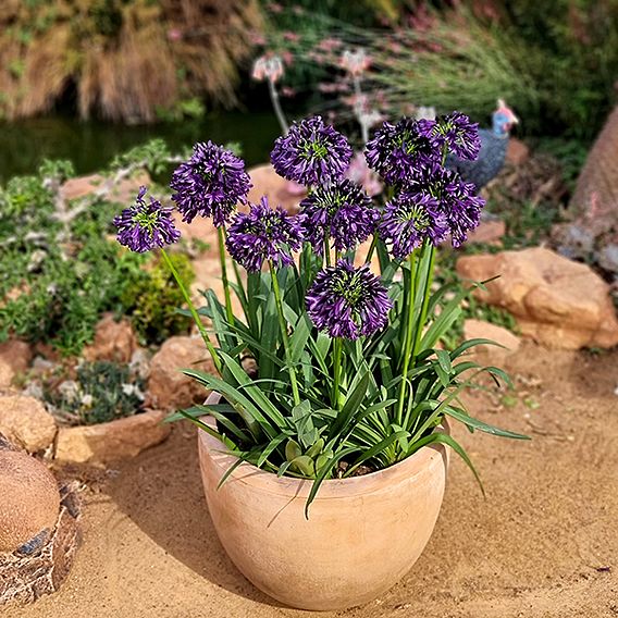 Agapanthus 'Black Jack'