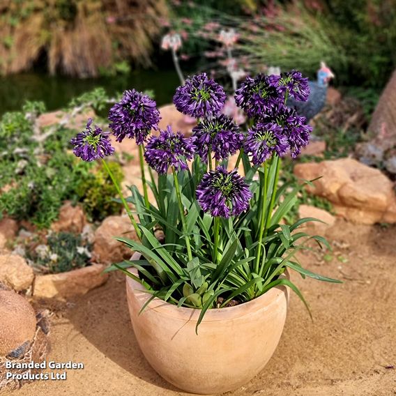 Agapanthus 'Black Jack'