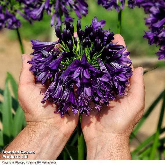 Agapanthus 'Black Jack'