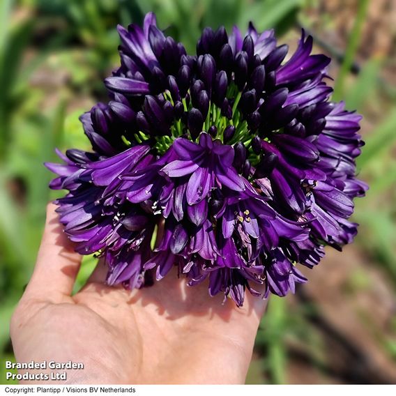 Agapanthus 'Black Jack'