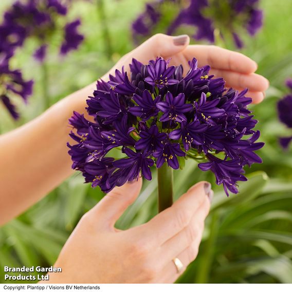 Agapanthus 'Black Jack'