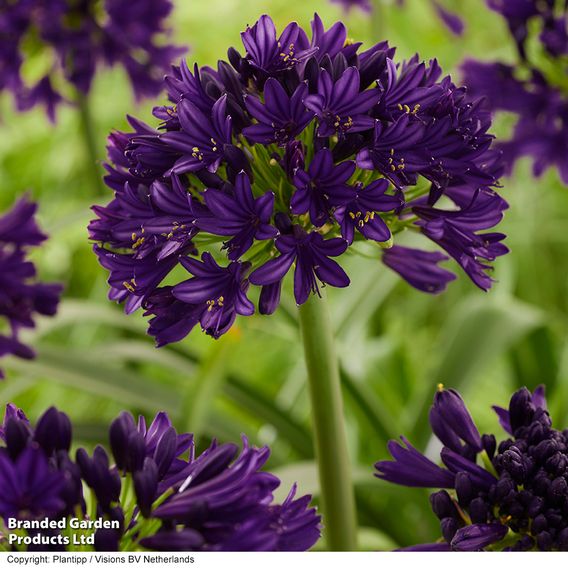 Agapanthus 'Black Jack'