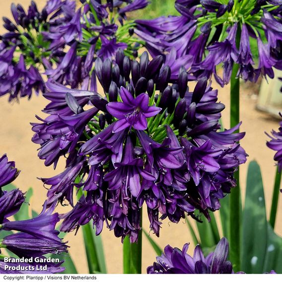 Agapanthus 'Black Jack'