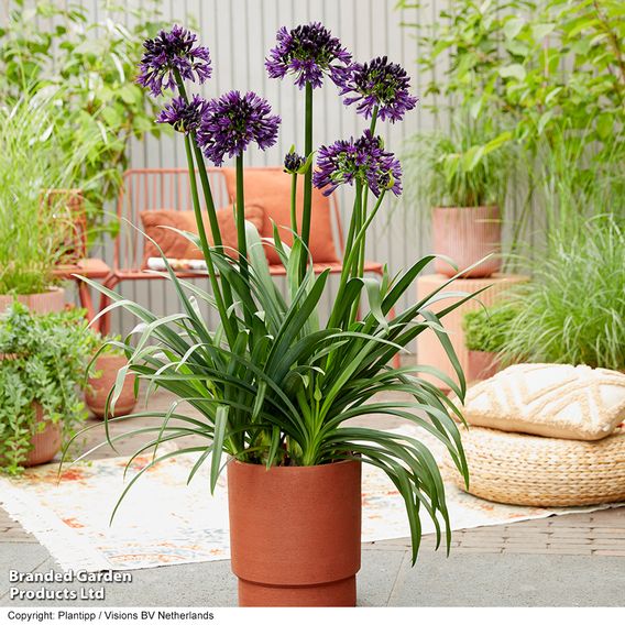 Agapanthus 'Black Jack'