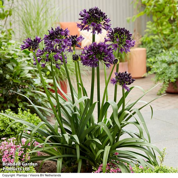 Agapanthus 'Black Jack'