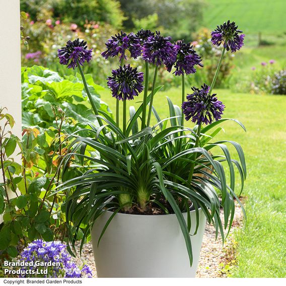 Agapanthus 'Black Jack'