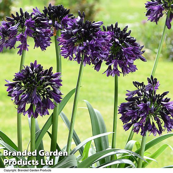 Agapanthus 'Black Jack'