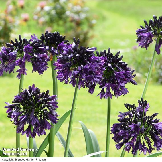 Agapanthus 'Black Jack'