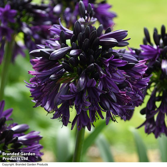 Agapanthus 'Black Jack'