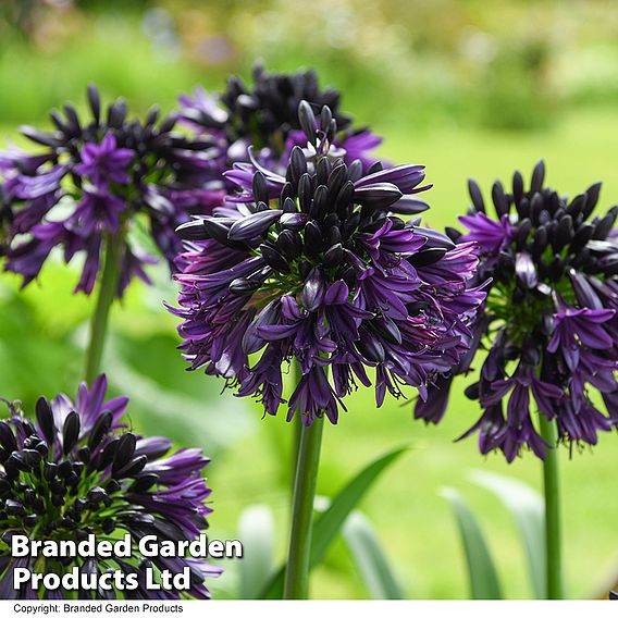 Agapanthus 'Black Jack'