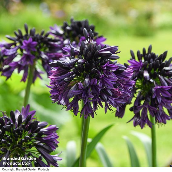 Agapanthus 'Black Jack'