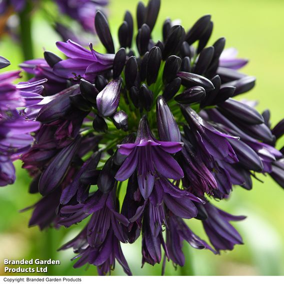 Agapanthus 'Black Jack'