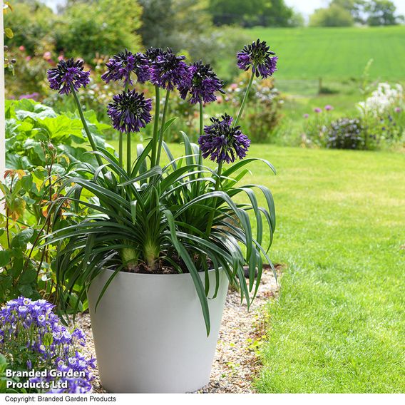 Agapanthus 'Black Jack'