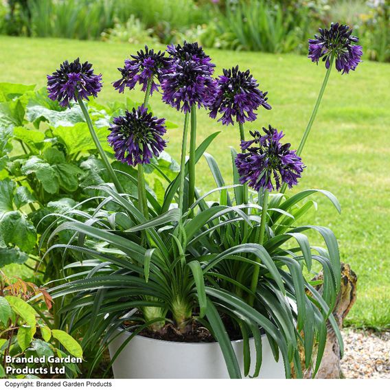 Agapanthus 'Black Jack'