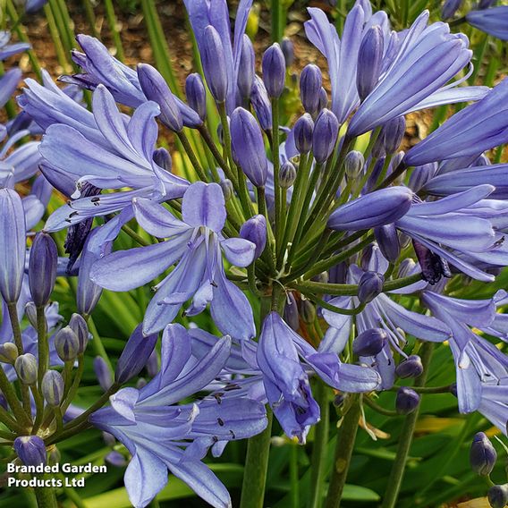 Agapanthus 'Charlotte'