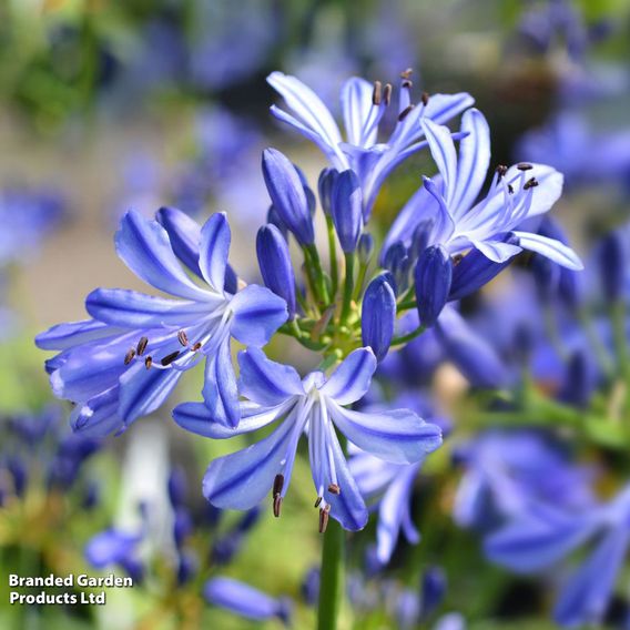 Agapanthus 'Charlotte'