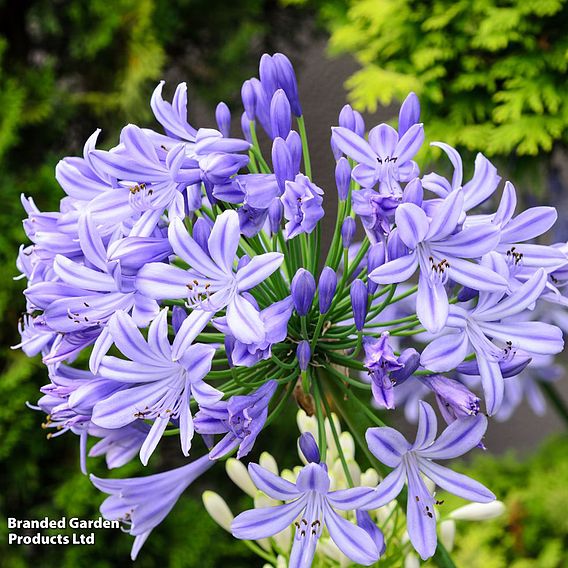 Agapanthus 'Donau'