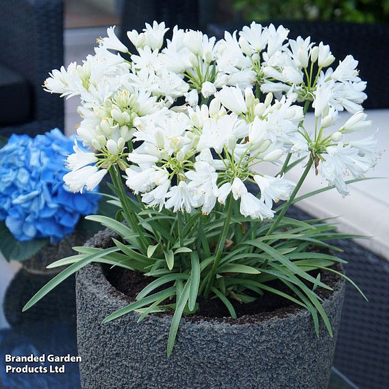 Agapanthus 'Double Diamond'