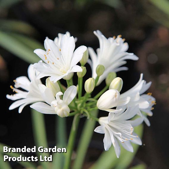 Agapanthus 'Double Diamond'