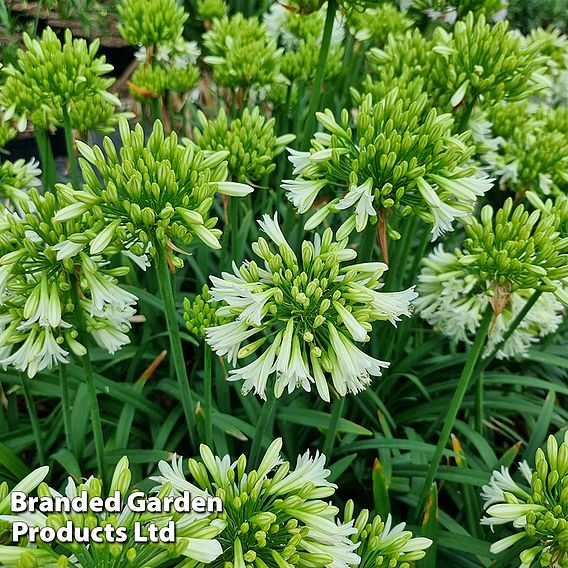 Agapanthus 'Emerald Ice'