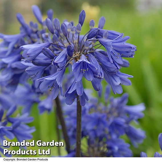 Agapanthus Everpanthus Collection