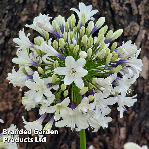 Agapanthus 'Ever Sparkle'