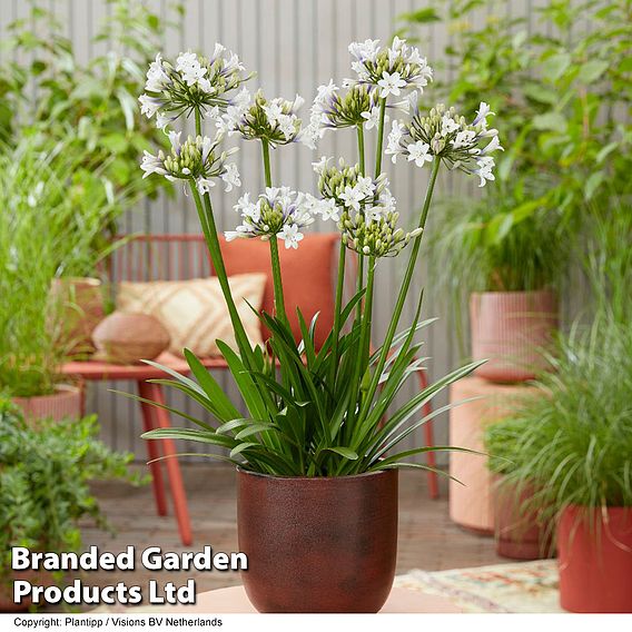 Agapanthus 'Ever Sparkle'