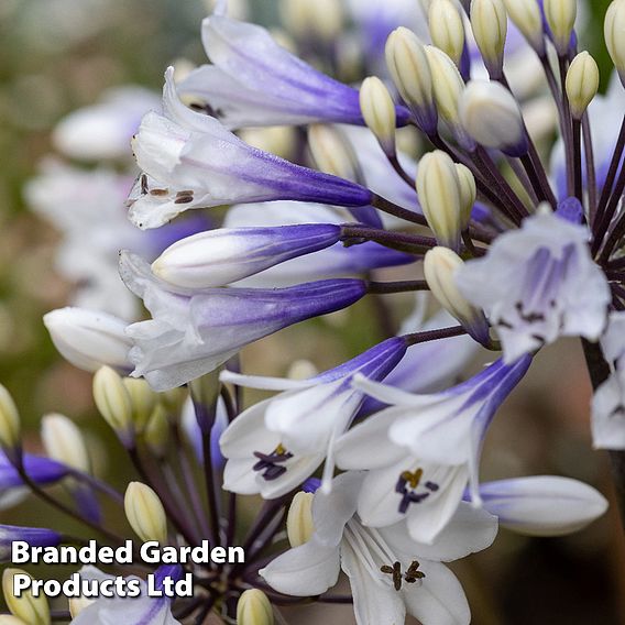 Agapanthus 'Ever Sparkle'