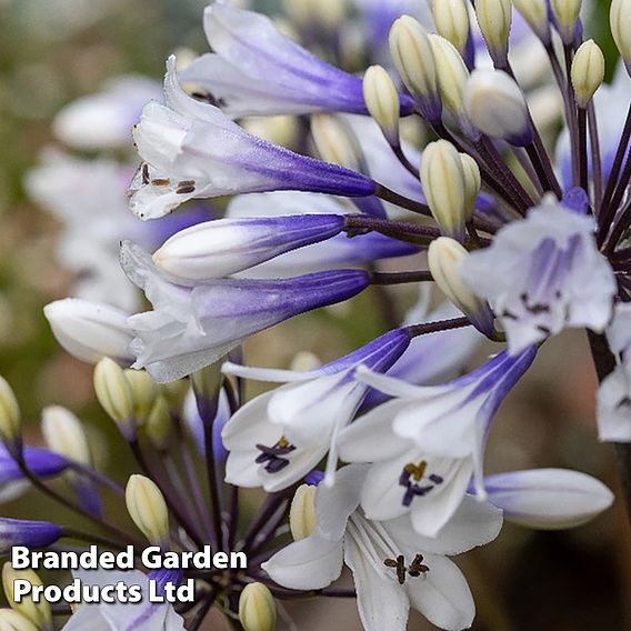 Agapanthus Everpanthus Collection