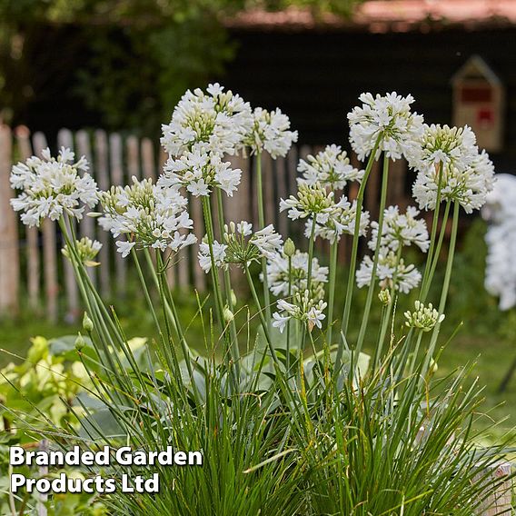 Agapanthus 'Ever White'