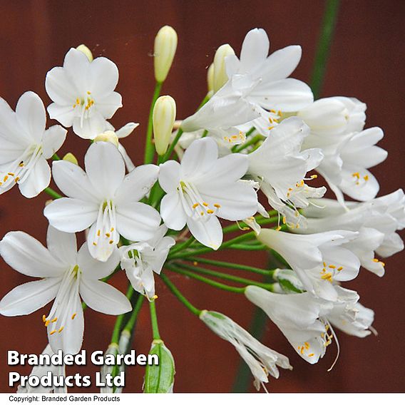 Agapanthus Everpanthus Collection