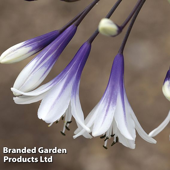 Agapanthus Patio Pot Duo